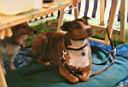 13 - Hunde am Infostand - sml web.jpg